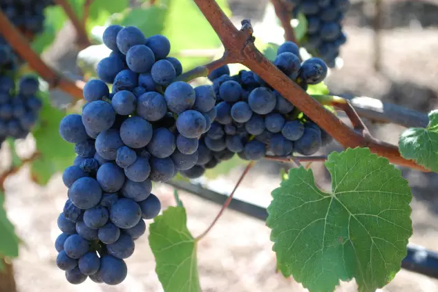 ��Ƥŵ�벪�޵����ѾƷּ�